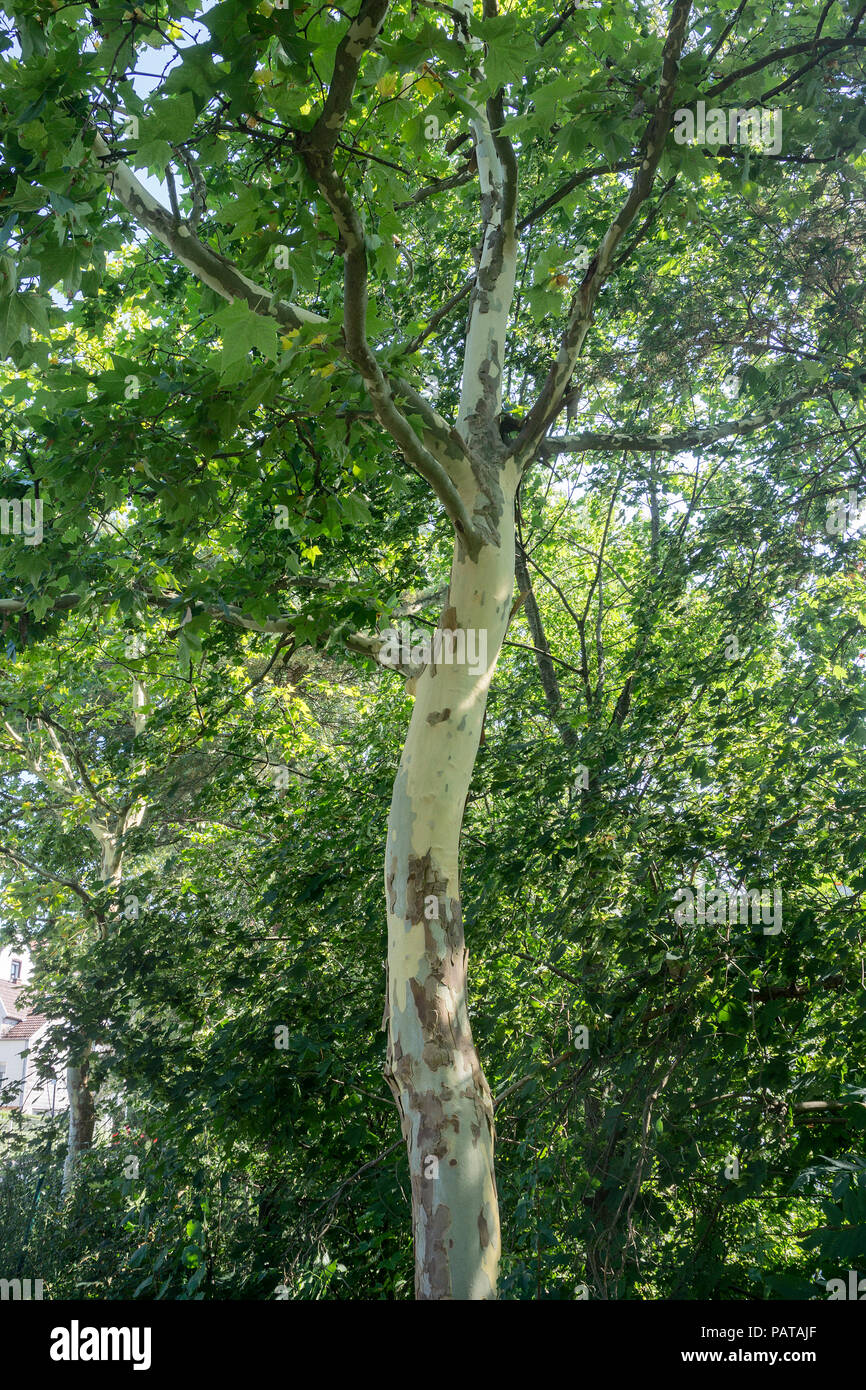 Corteccia di albero piano (Platanaceae) cadono al calore estivo, Pirmasens, Renania-Palatinato, Germania Foto Stock