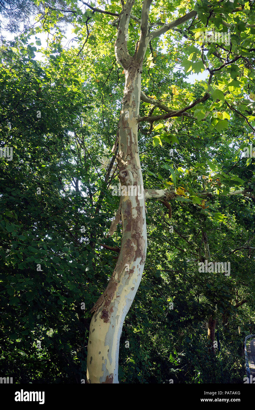 Corteccia di albero piano (Platanaceae) cadono al calore estivo, Pirmasens, Renania-Palatinato, Germania Foto Stock