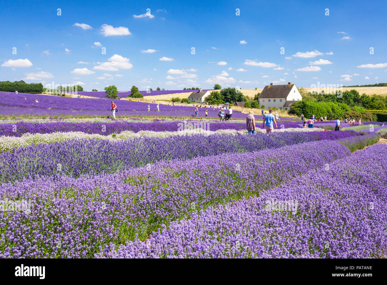 lavanda inglese file di lavanda in un campo di lavanda a Cotswold lavanda Snowshill broadway The Cotswolds Gloucestershire Inghilterra UK GB Europe Foto Stock