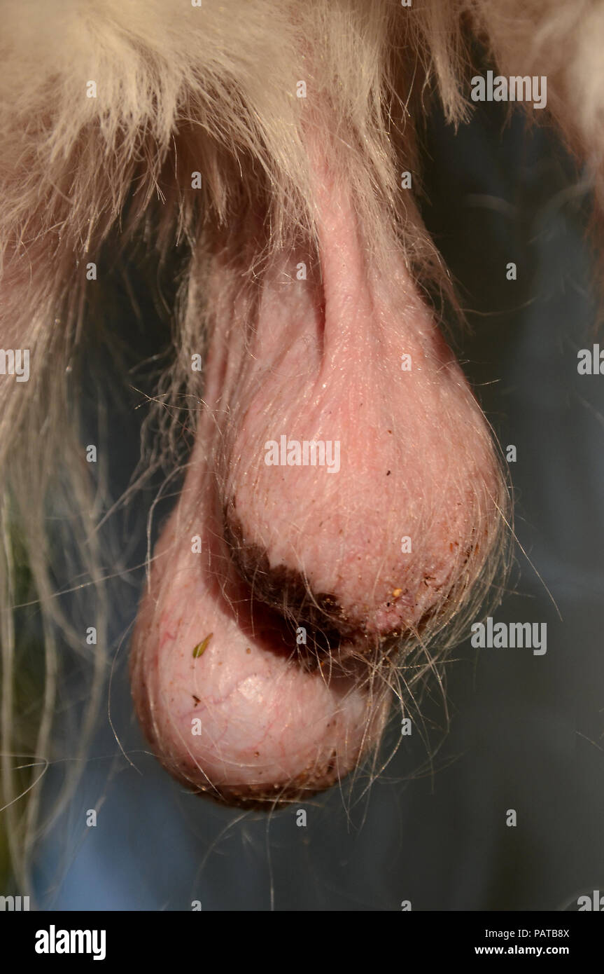 Testicoli del cane maschio in tempo caldo. Foto Stock