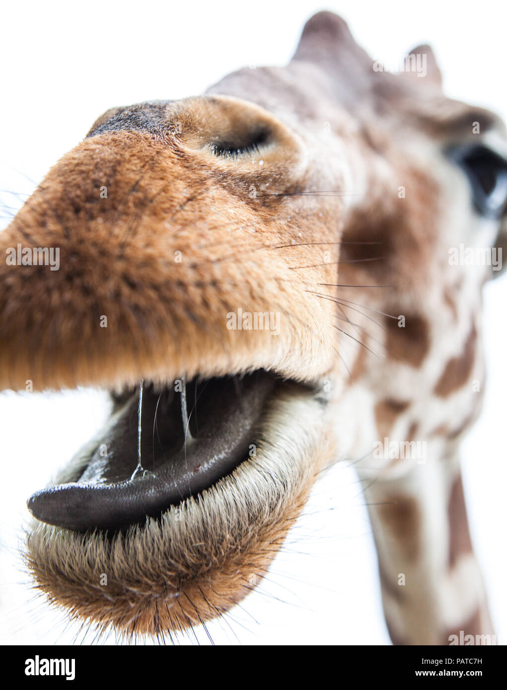 Una giraffa voce verso di voi con la bocca aperta e la saliva che mostra e ardiglione attorno a curiosare fuori. Foto Stock