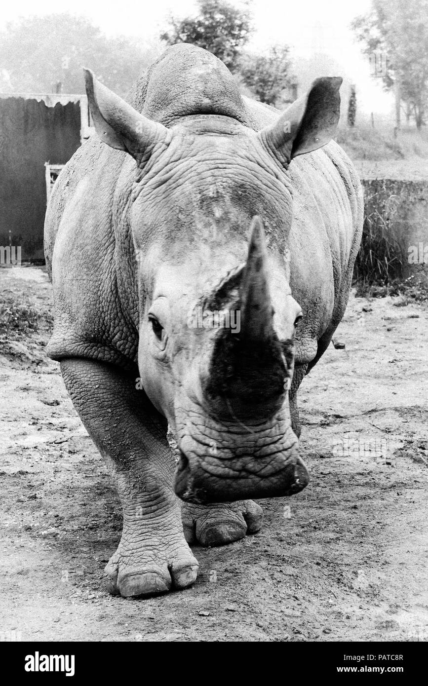 Un rinoceronte bianco in un recinto dello Zoo dirigendosi verso le riprese della telecamera in bianco e nero. Foto Stock
