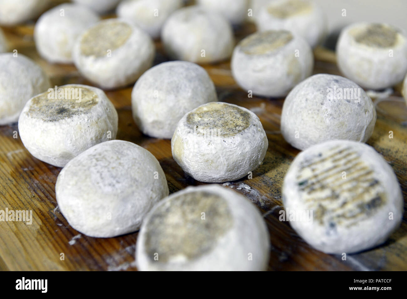 Ben stagionati di capra e pecora formaggi Foto Stock