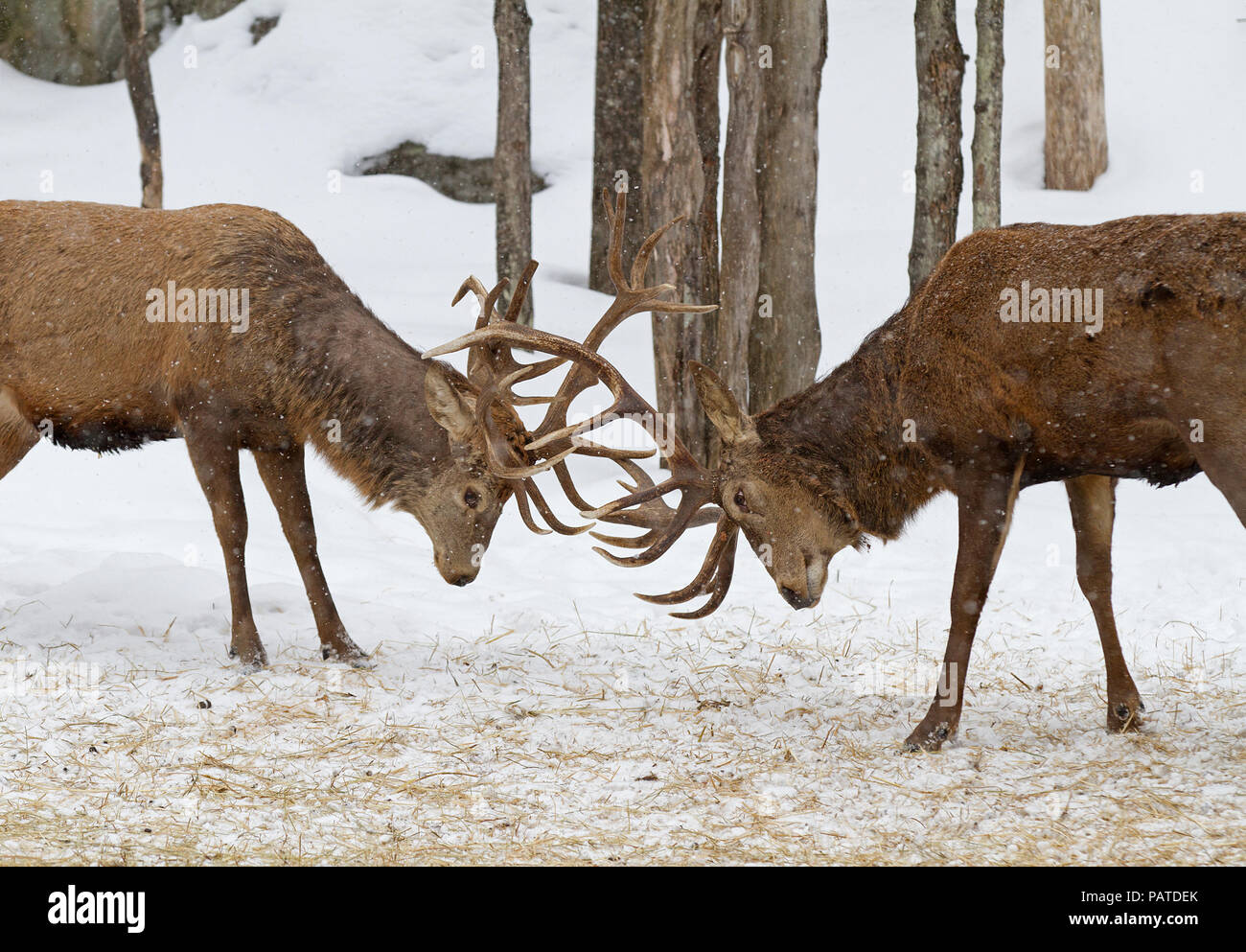 Due Bull Elk con grandi palchi che combattono tra loro nella neve in Canada Foto Stock