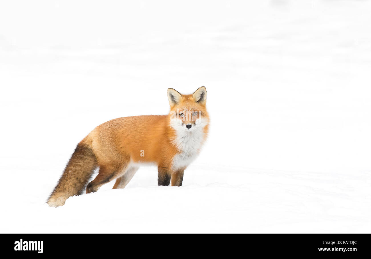 Red Fox (Vulpes vulpes) isolato su sfondo bianco con coda folta caccia attraverso la neve in Algonquin Park in Canada Foto Stock