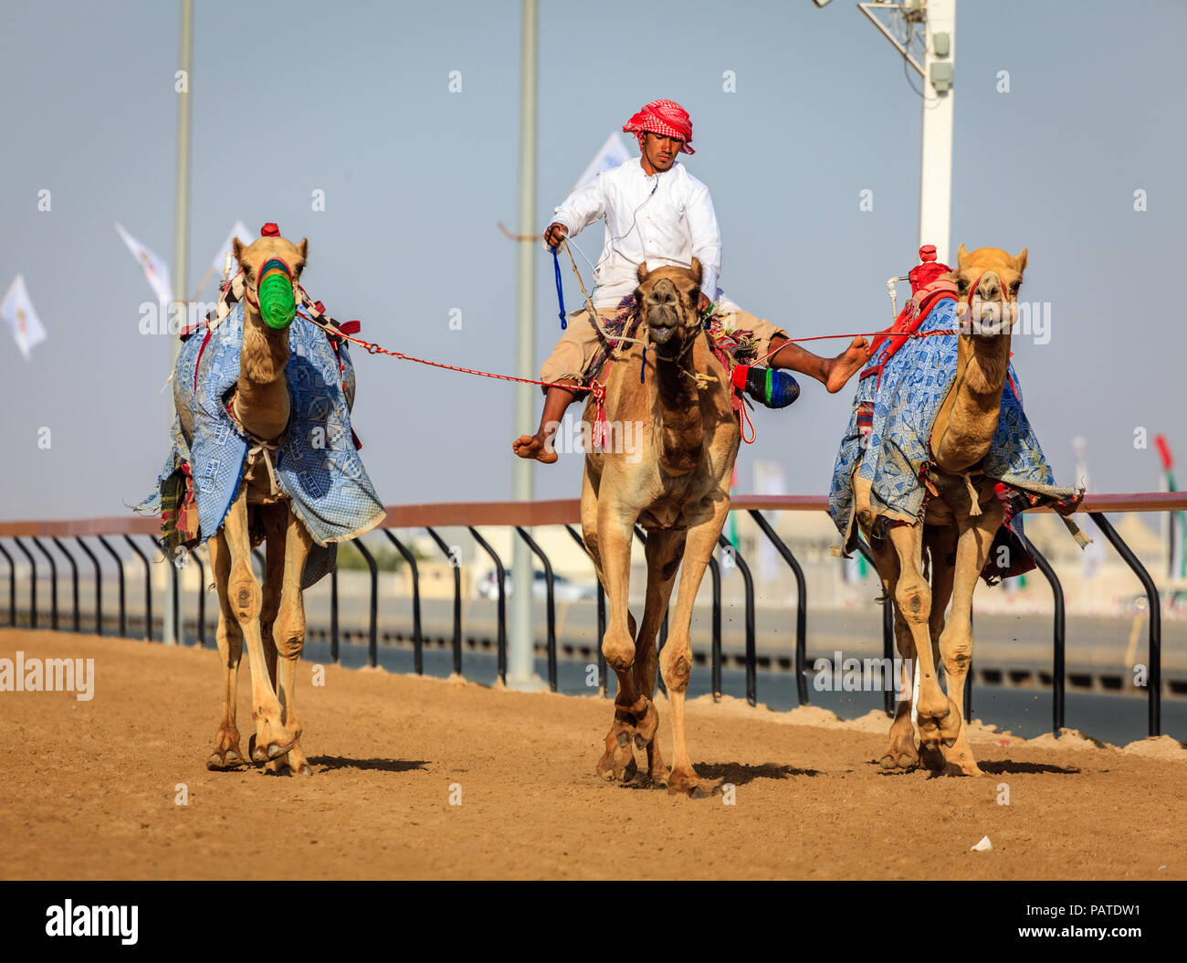 Dubai, Emirati Arabi Uniti - 25 Marzo 2016: la pratica per corse di cammelli a Dubai Camel Racing Club, Al Marmoom, EMIRATI ARABI UNITI Foto Stock