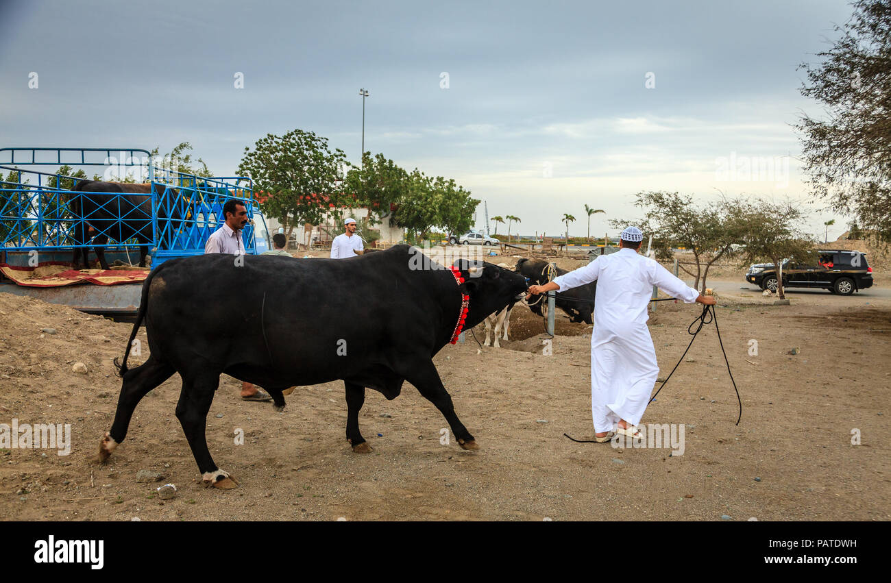Fujairah, UAE, 1 Aprile 2016: persone locali portano i tori per i tradizionali combattimenti di tori in Fujairah, EMIRATI ARABI UNITI Foto Stock