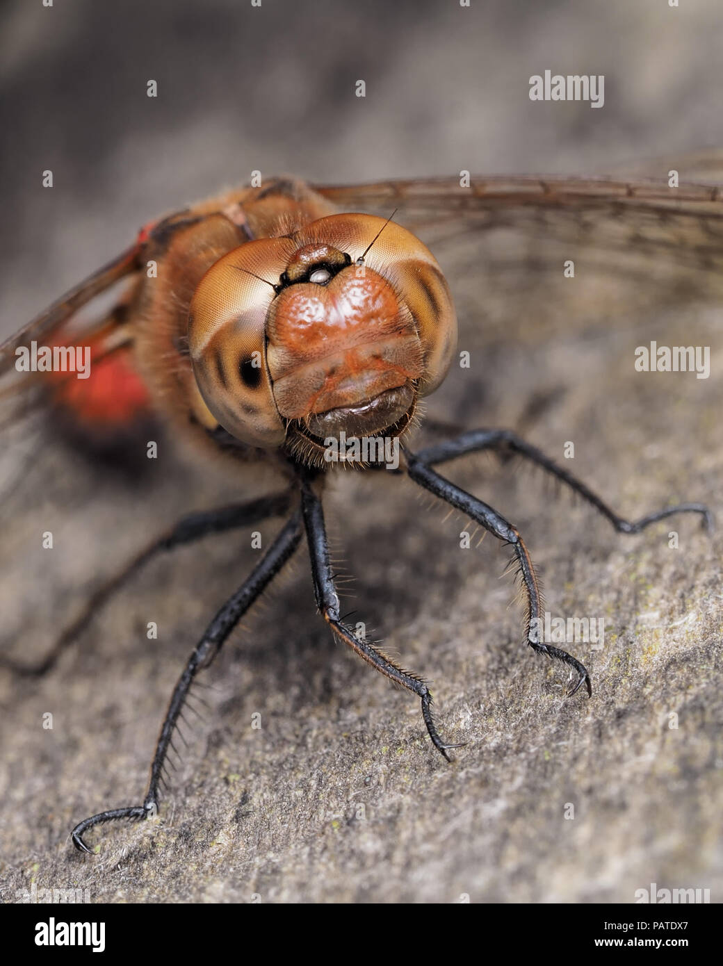 Common Darter dragonfly maschio (Sympetrum striolatum) fino in prossimità della testa. Tipperary, Irlanda Foto Stock