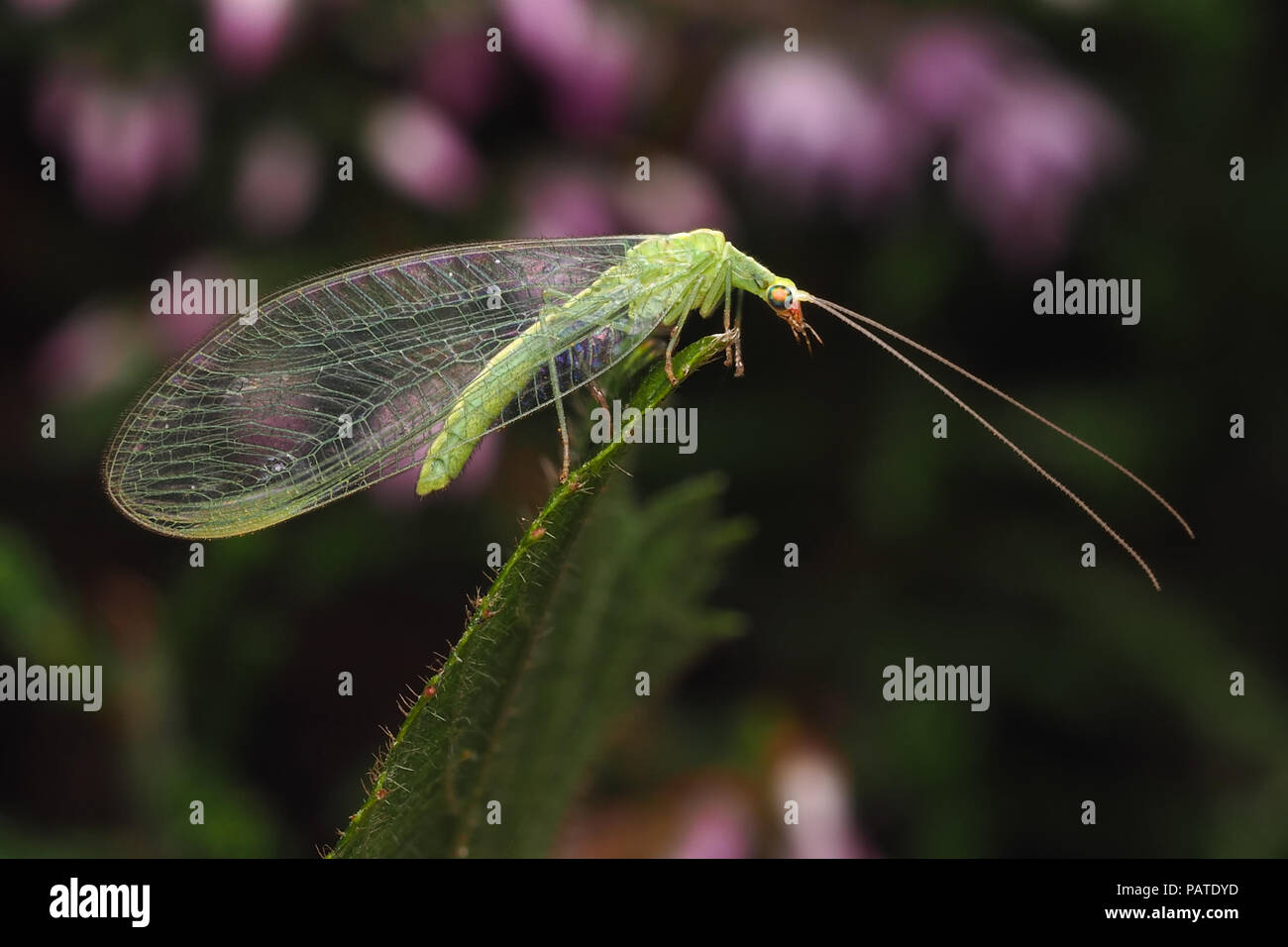 Green Lacewing arroccato su di erica. Tipperary, Irlanda Foto Stock