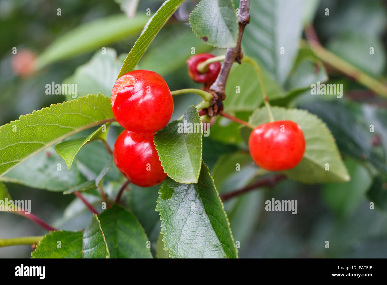 Poco ciliege rosse maturazione su un albero ciliegio in un frutteto Foto Stock