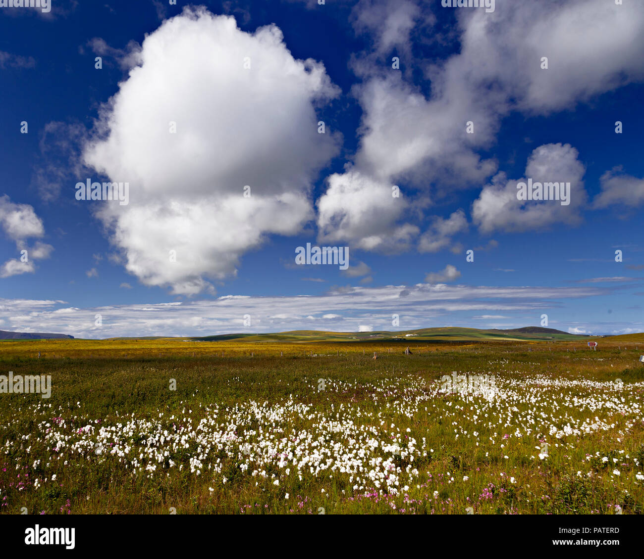 Prati di fiori selvatici sull'Isola di Orkney, Scozia Foto Stock