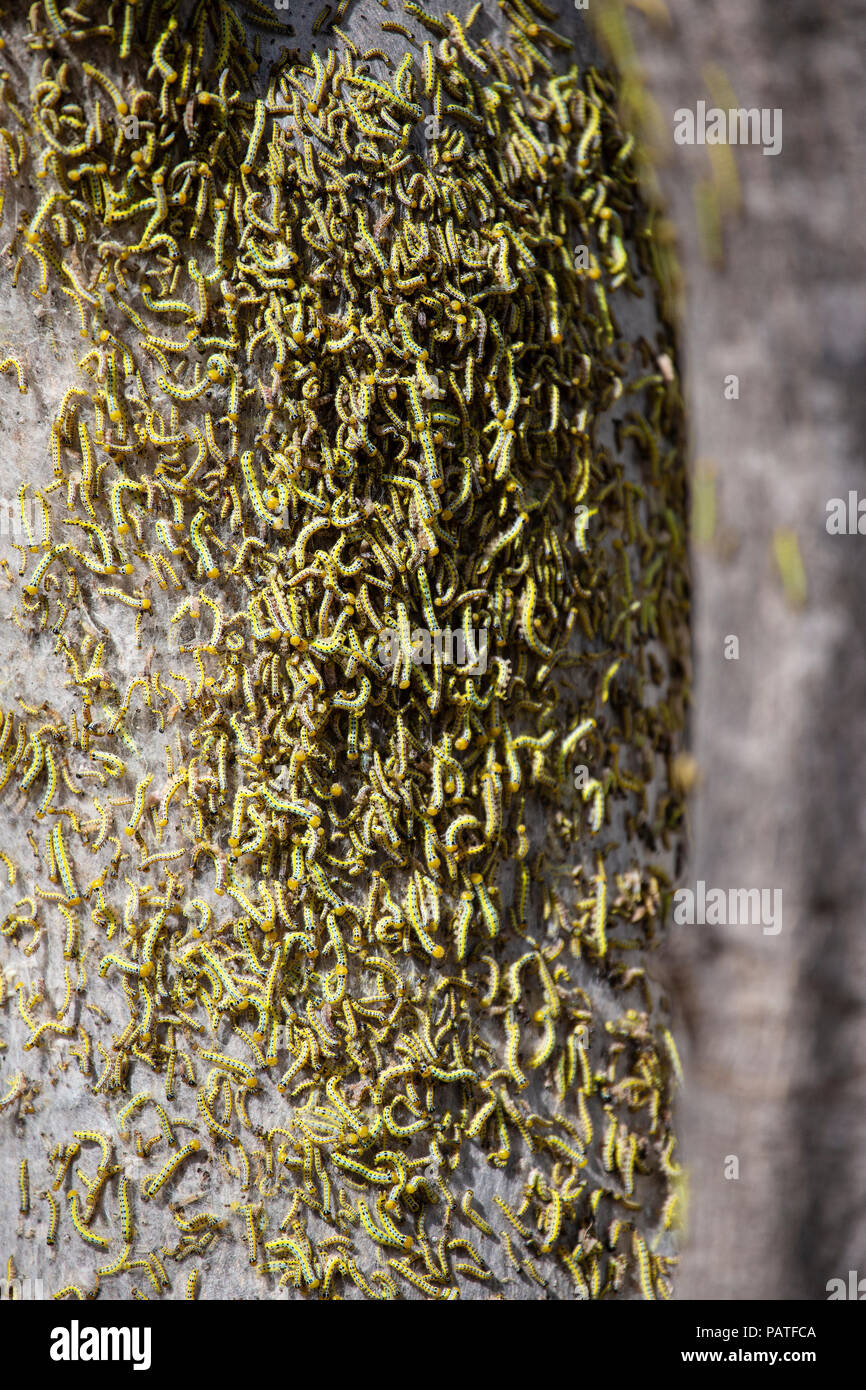 Centinaia di bruchi infestanti ed albero di scomposizione in Sud Africa Foto Stock