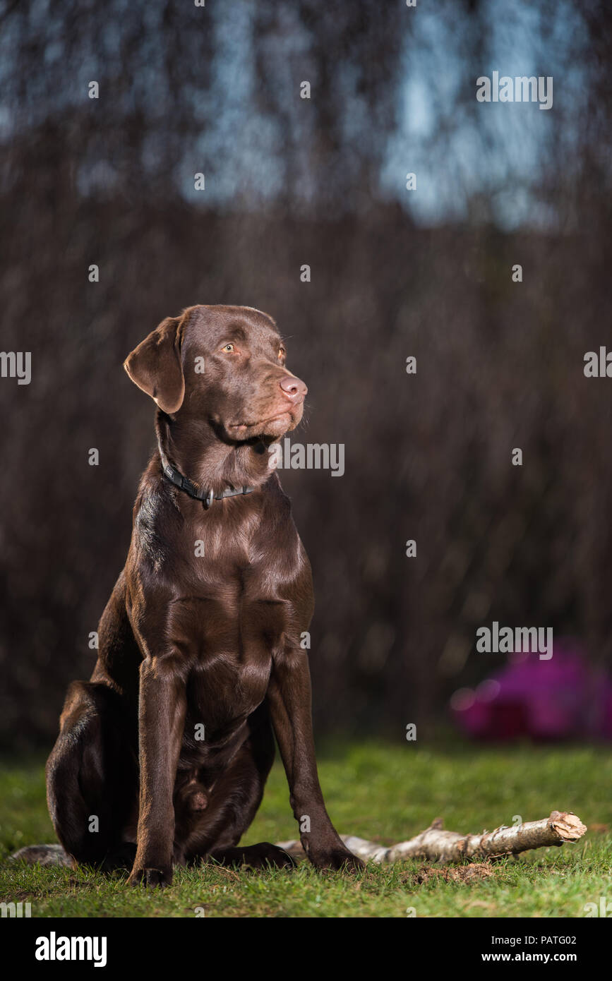 Brown Labrador seduto sul campo Foto Stock