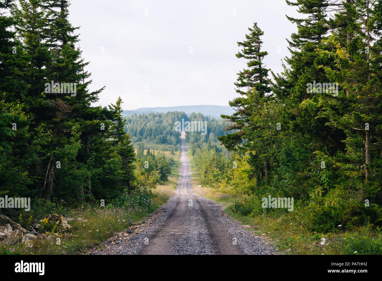 Una strada sterrata e pini di Dolly zolle deserto Monongahela National Forest, West Virginia. Foto Stock