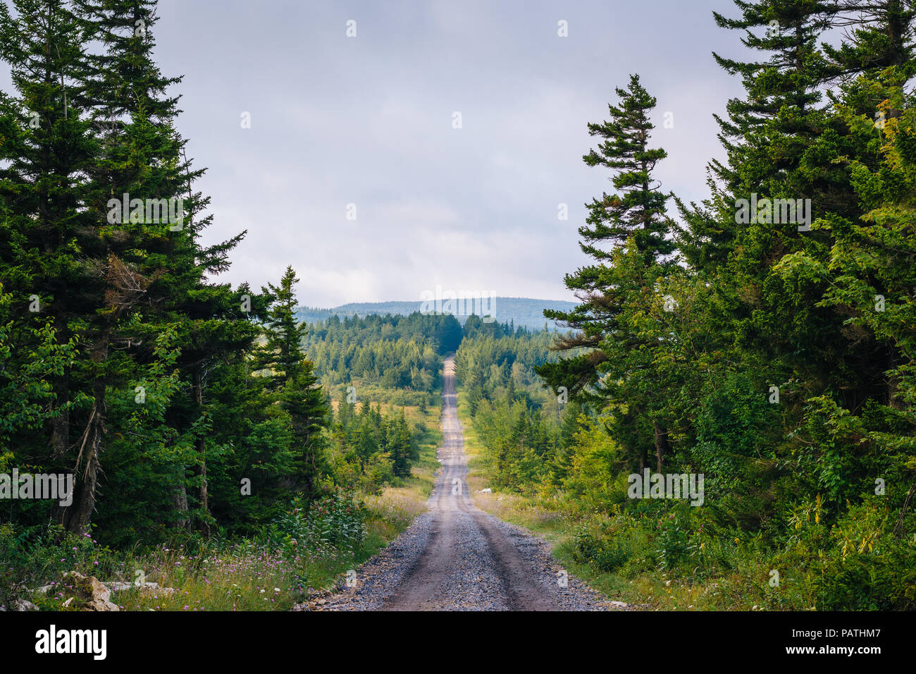 Una strada sterrata e pini di Dolly zolle deserto Monongahela National Forest, West Virginia. Foto Stock