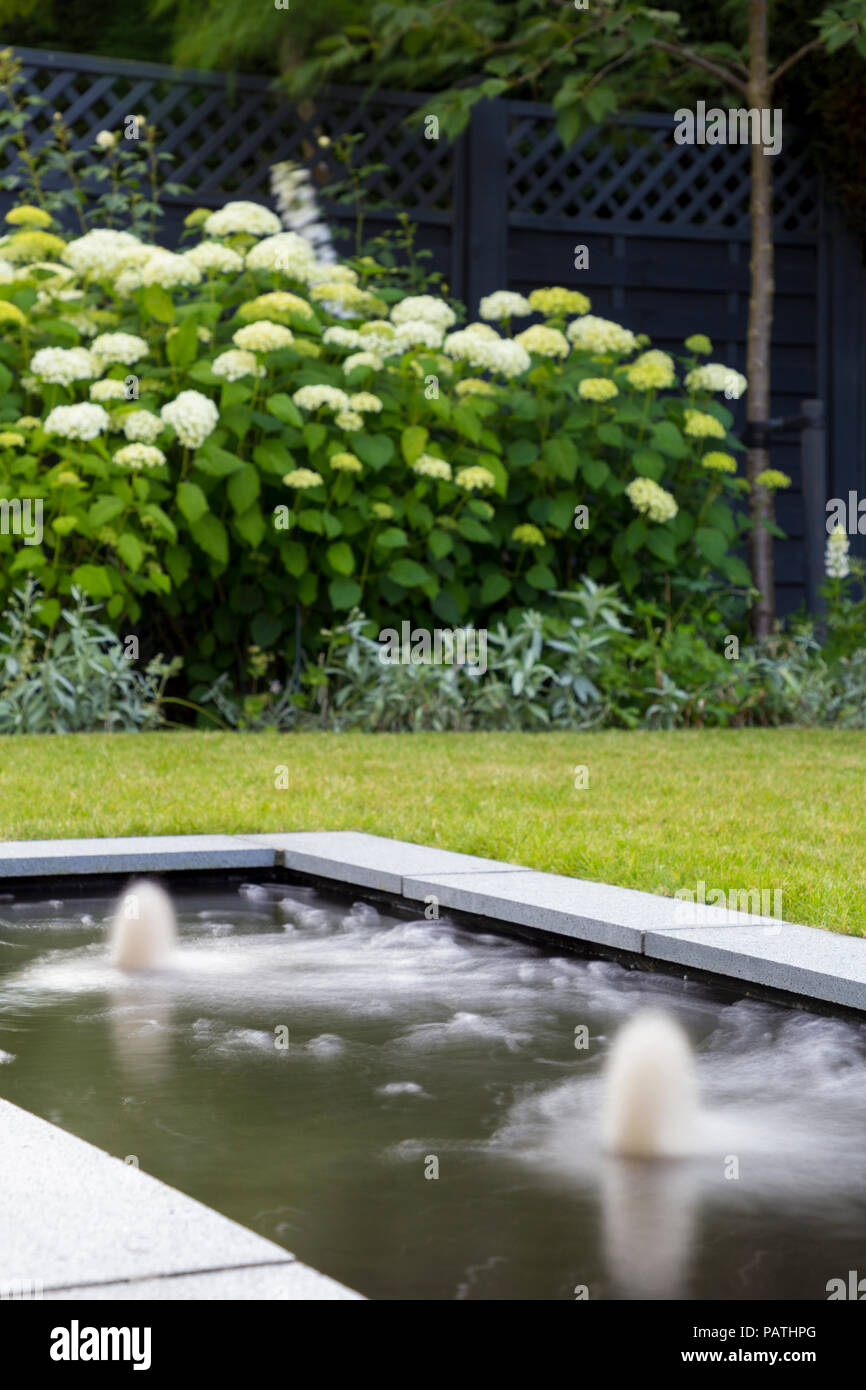 Una piscina di acqua in funzione motion, con vista al confine erbacee contenente Hydrangea arborescens " Annabelle' Foto Stock