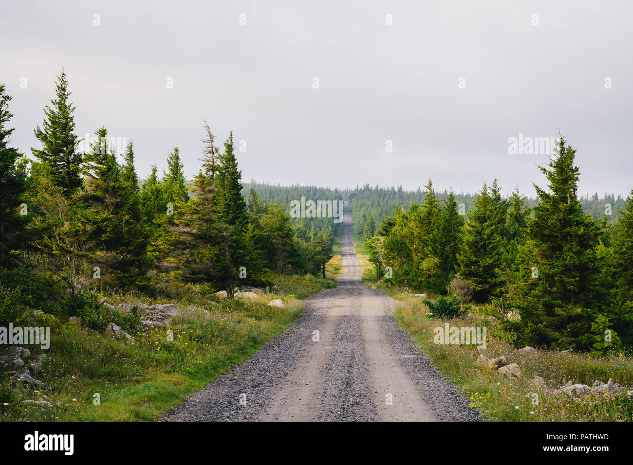 Una strada sterrata e pini di Dolly zolle deserto Monongahela National Forest, West Virginia. Foto Stock