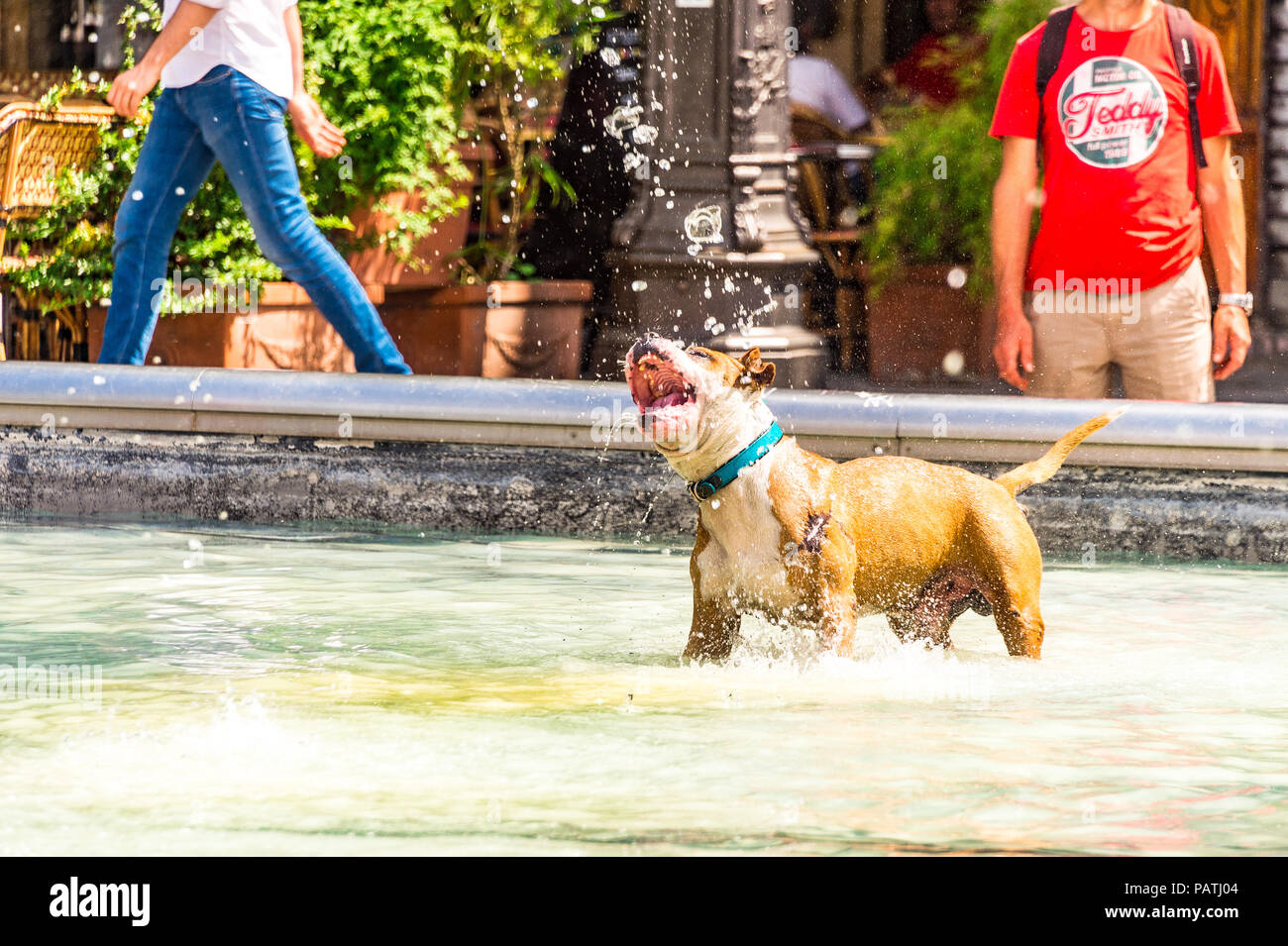 Un cane gioca nella Fontana Stravinsky, accanto al Centre Pompidou di Parigi, Francia Foto Stock