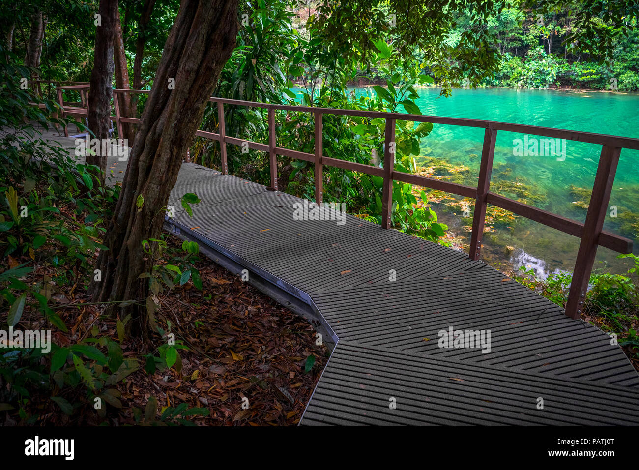 Jungle passerella sopra l'acqua color smeraldo del serbatoio a Macritchie Natura Park, Singapore Foto Stock