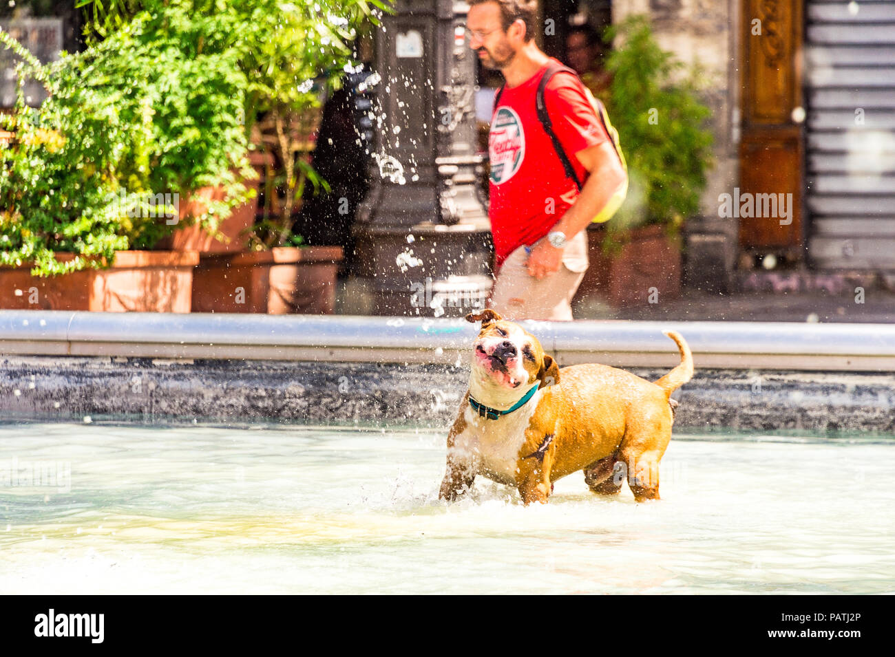 Un cane gioca nella Fontana Stravinsky, accanto al Centre Pompidou di Parigi, Francia Foto Stock