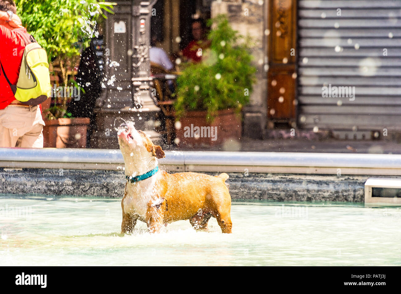 Un cane gioca nella Fontana Stravinsky, accanto al Centre Pompidou di Parigi, Francia Foto Stock