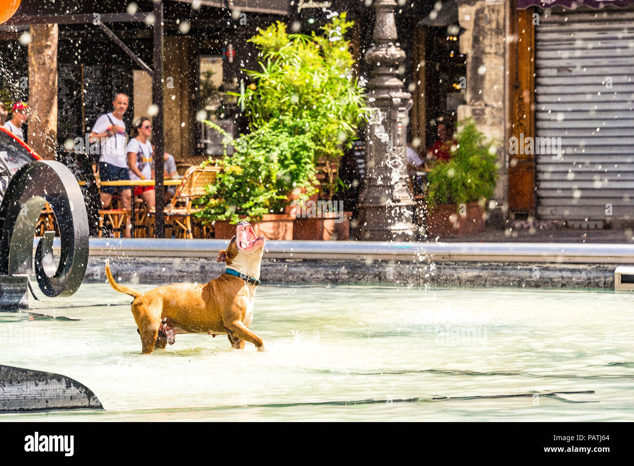 Un cane gioca nella Fontana Stravinsky, accanto al Centre Pompidou di Parigi, Francia Foto Stock