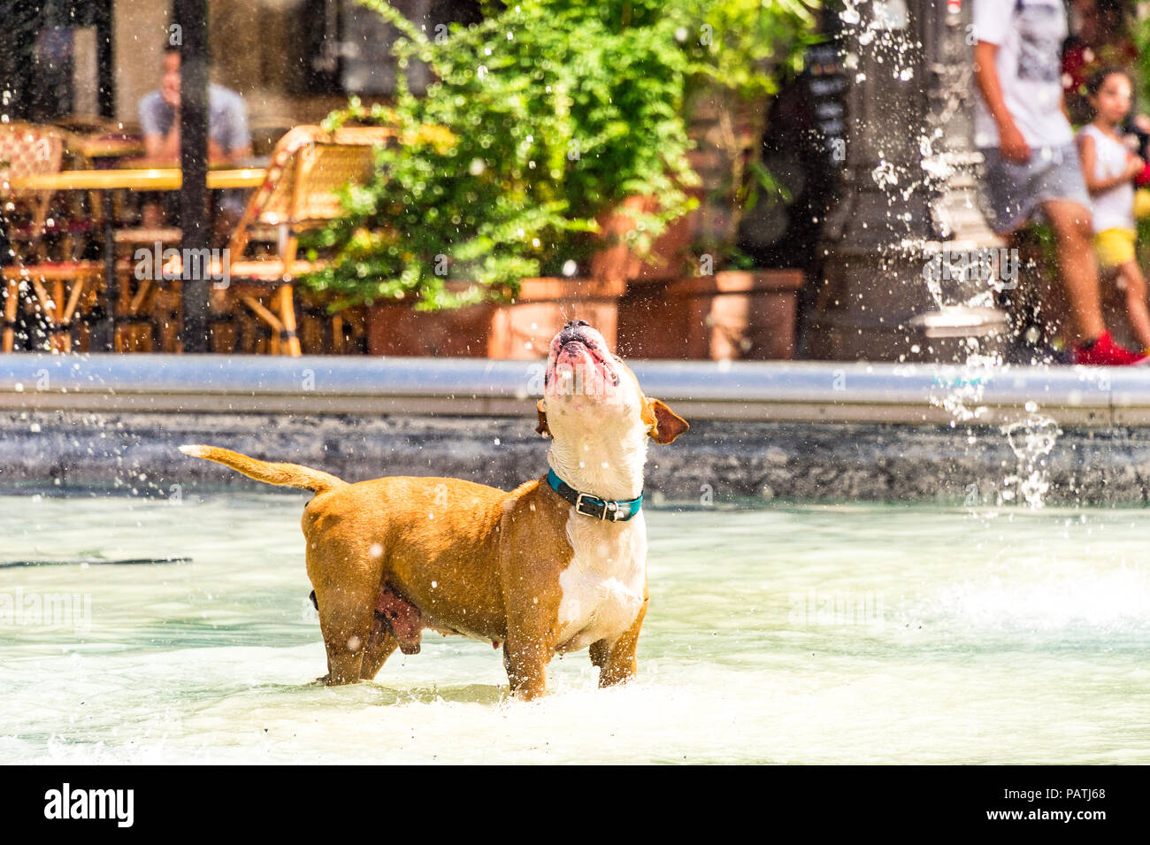 Un cane gioca nella Fontana Stravinsky, accanto al Centre Pompidou di Parigi, Francia Foto Stock