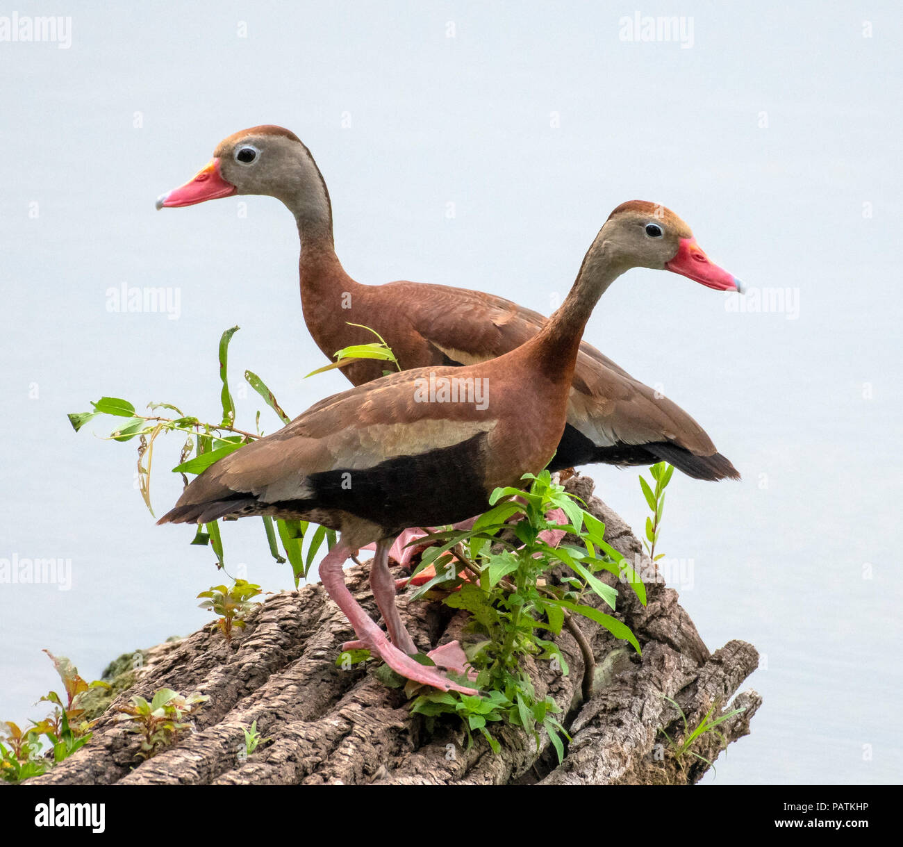 Una coppia di rospo sibilo anatre, Dendrocygna autumnalis, che di solito non frequenti northwest Louisiana, hanno fatto un'eccezione in Bossier Foto Stock