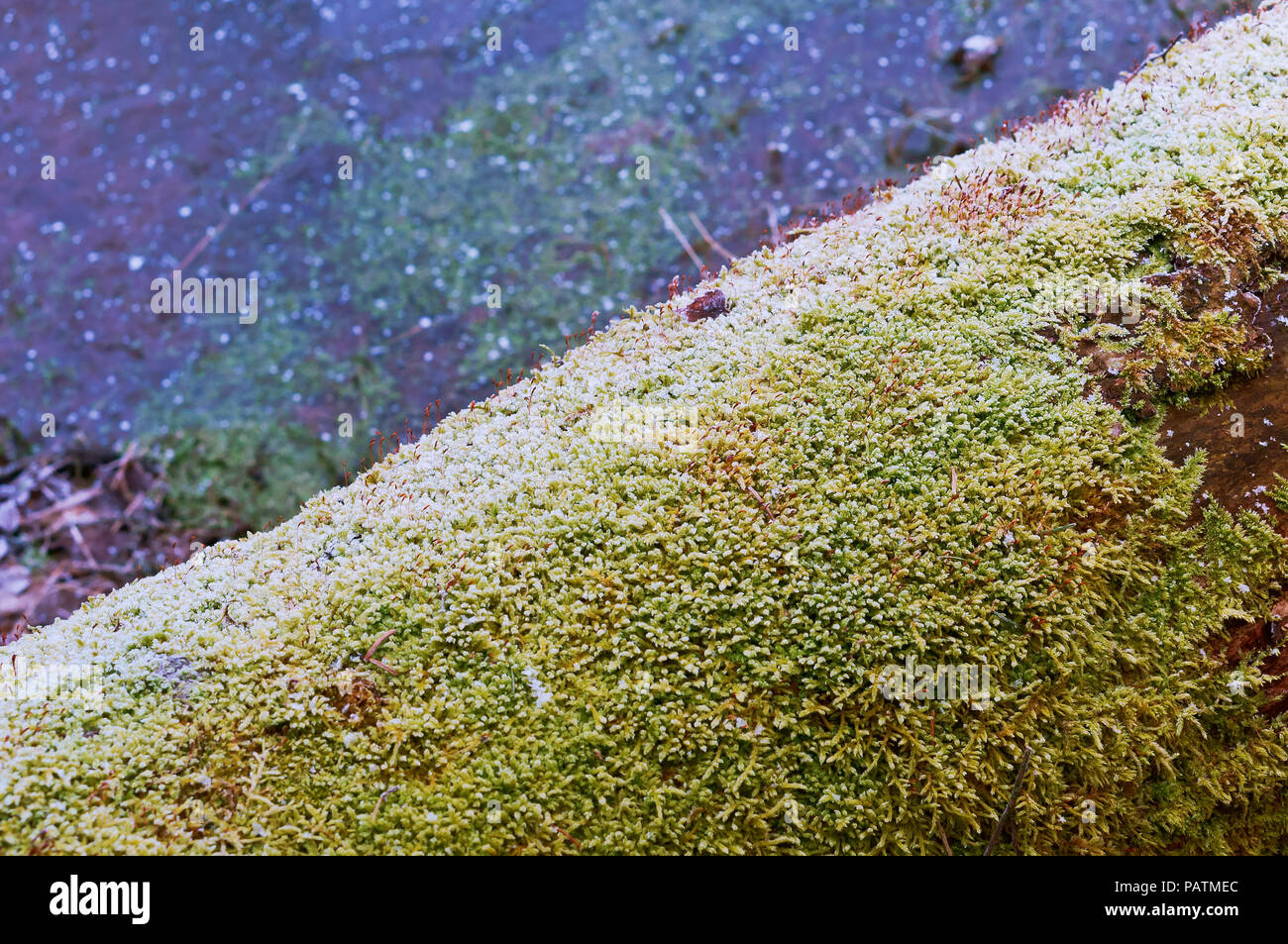 I cavoli rossi di muschio su un tronco di albero, verde muschio su un albero caduto Foto Stock