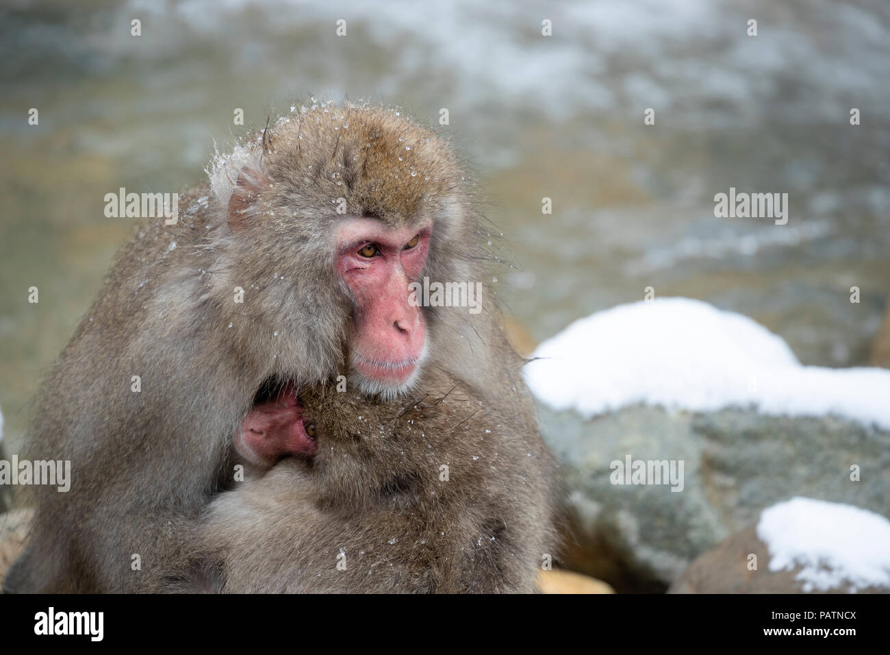 Giappone, Honshu, Prefettura di Nagano, Jigokudani Monkey Park. Macaque giapponese aka snow scimmia o Nihonzaru (Macaca fuscata). La madre e il bambino. Foto Stock