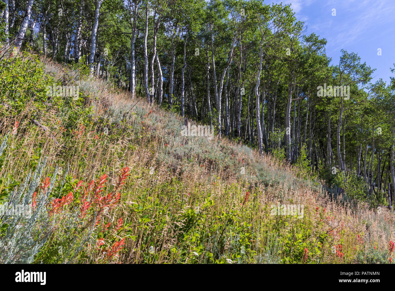 Indian Paintbrush linea di fiori di campo il ripido versante sulla morena Bierstadt al di sotto di una linea di aspen alberi nel Parco Nazionale delle Montagne Rocciose, Colorado. Foto Stock