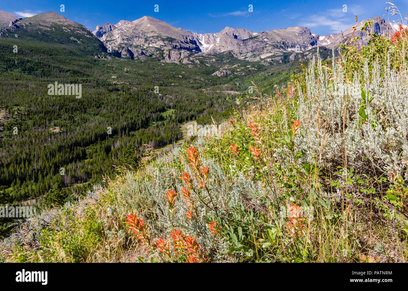 Indian Paintbrush linea di fiori di campo il ripido versante sulla morena Bierstadt, si affaccia il Continental Divide nel Parco Nazionale delle Montagne Rocciose, Co Foto Stock