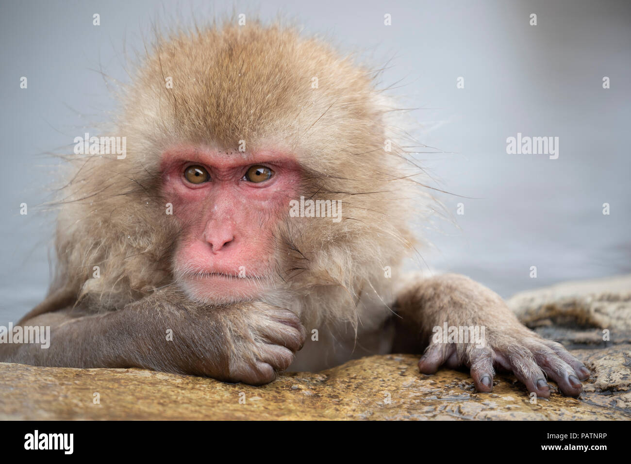 Giappone, Honshu, Prefettura di Nagano, Jigokudani Monkey Park. Macaque giapponese aka snow scimmia o Nihonzaru (Macaca fuscata). Foto Stock