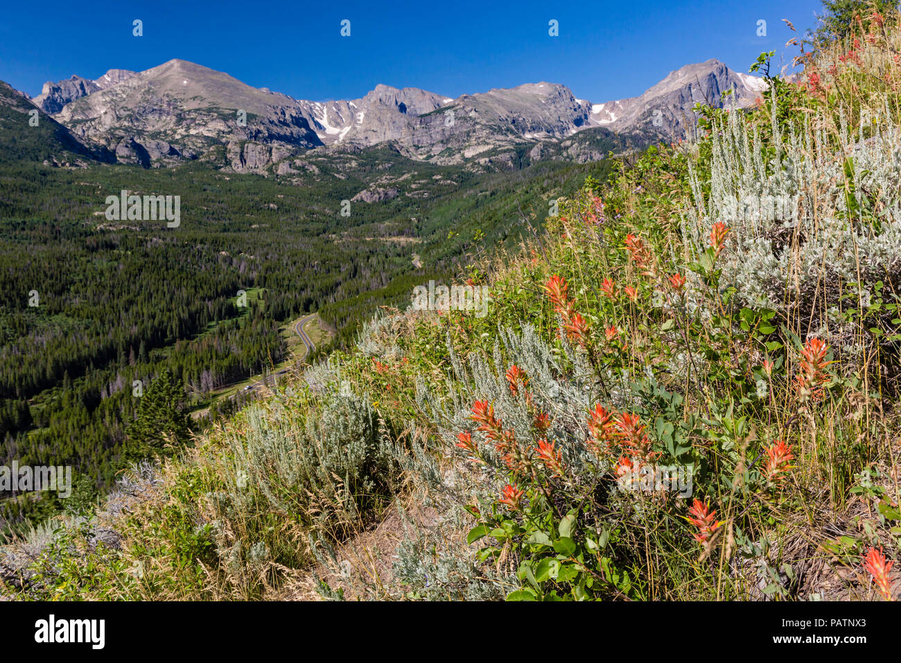 Indian Paintbrush linea di fiori di campo il ripido versante sulla morena Bierstadt, si affaccia il Continental Divide nel Parco Nazionale delle Montagne Rocciose, Co Foto Stock