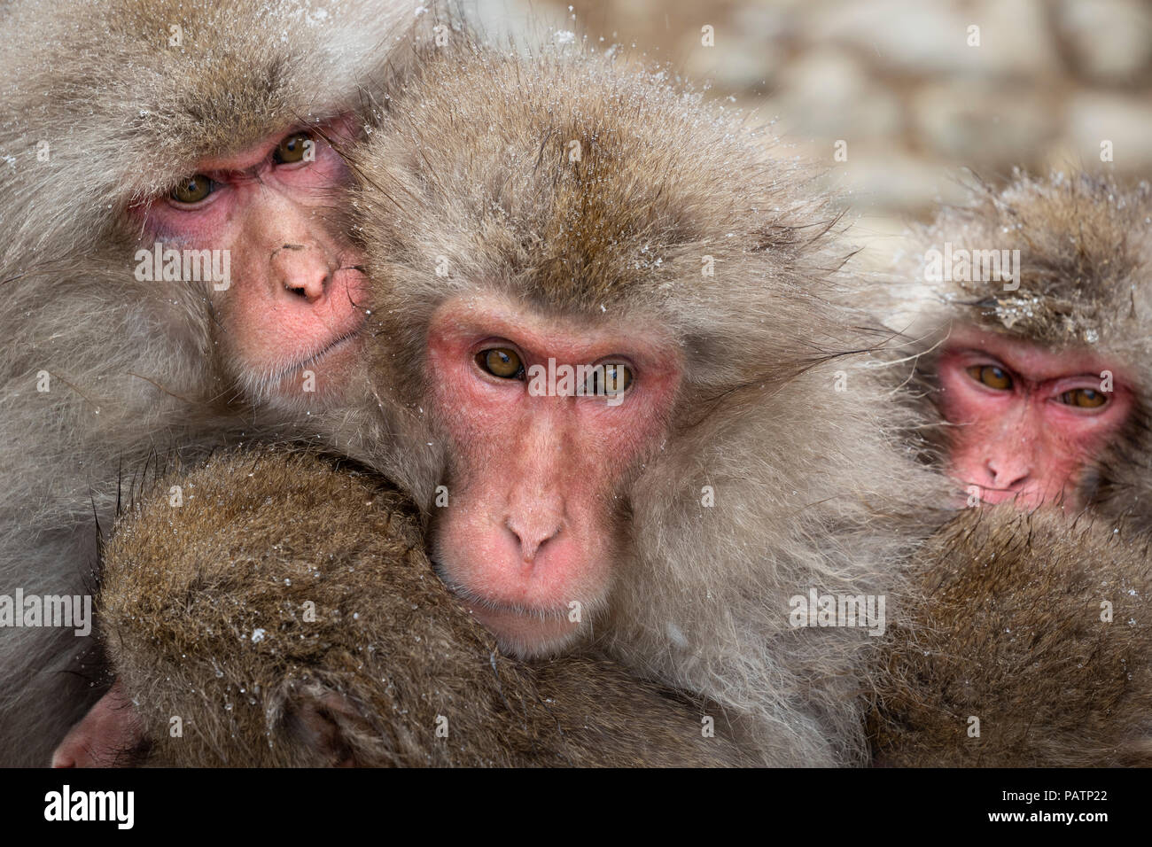 Giappone, Honshu, Prefettura di Nagano. Macaque giapponese aka snow scimmia o Nihonzaru (Macaca fuscata). Le scimmie rannicchiato fino a tenere in caldo. Foto Stock