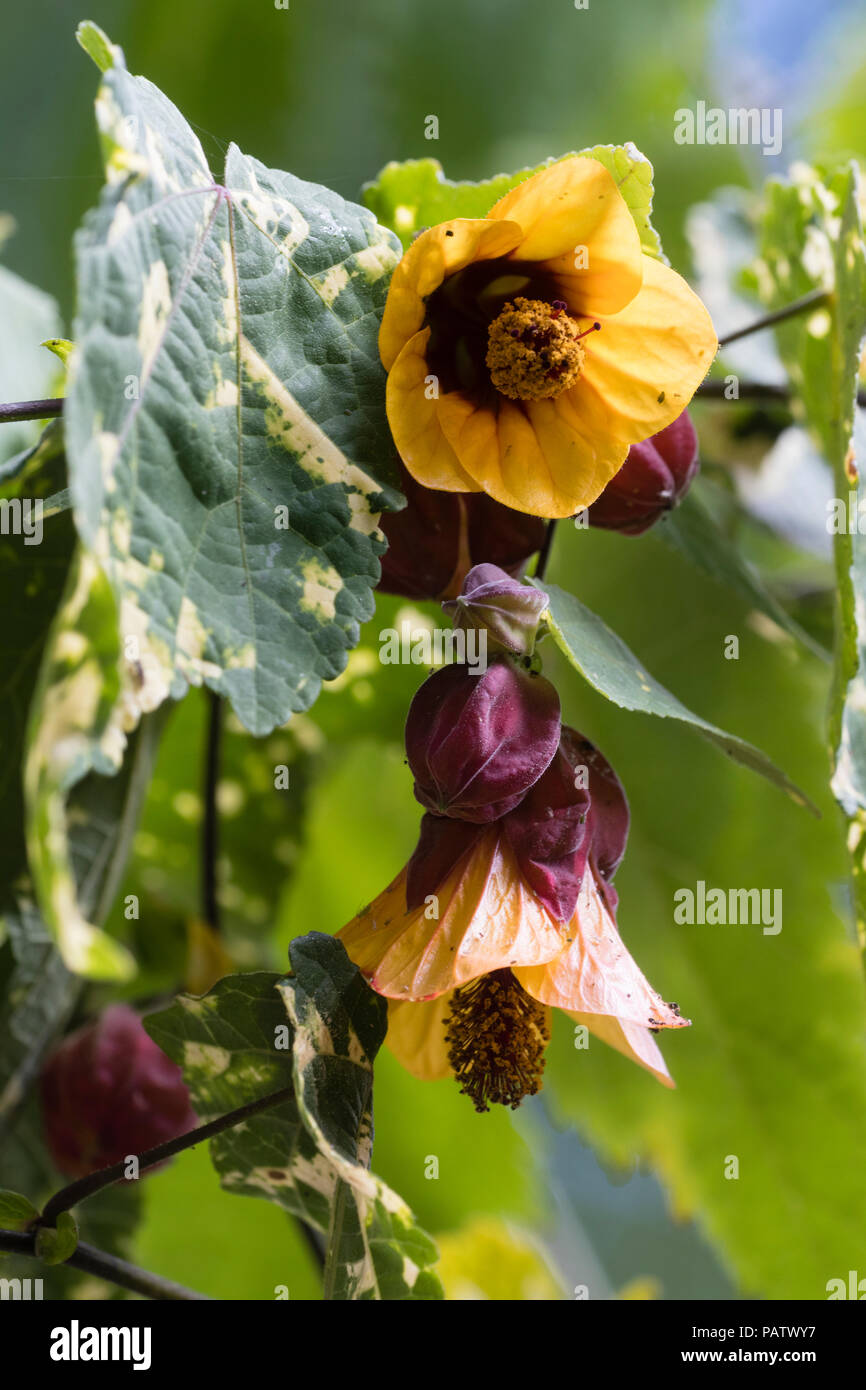 Rosso e giallo campanile pendente fiori e venature di colore giallo fogliame del gelo gara arbusto di parete Abutilon x milleri 'Variegatum' Foto Stock