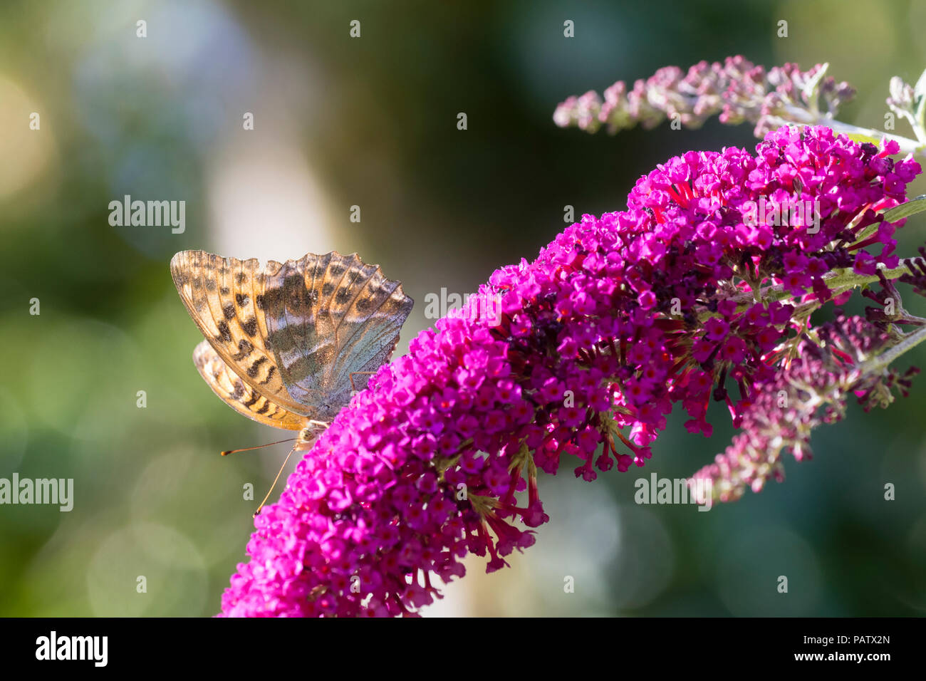 Argento lavato fritillary, Argynnis paphia, nectaring sui fiori della butterfly bush, Buddleja davidii "Buzz Magenta' Foto Stock