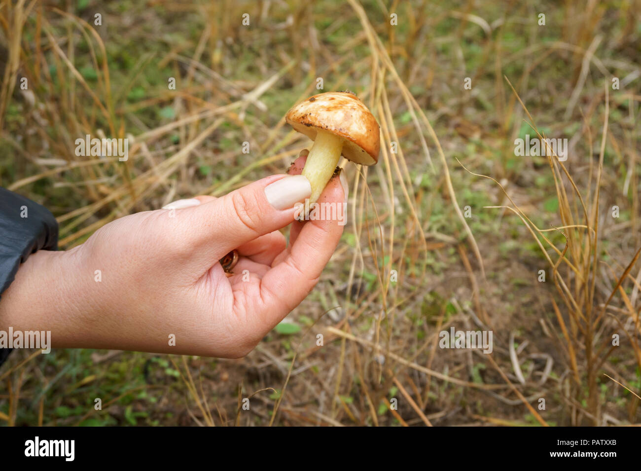 La ragazza ha trovato un fungo nella foresta. mano femmina tenendo un giovane Suillus a fungo Foto Stock