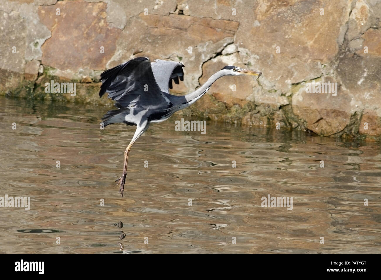 Heron battenti nel fiume Douro con un piccolo pesce che aveva appena il pesce nel becco. Foto Stock