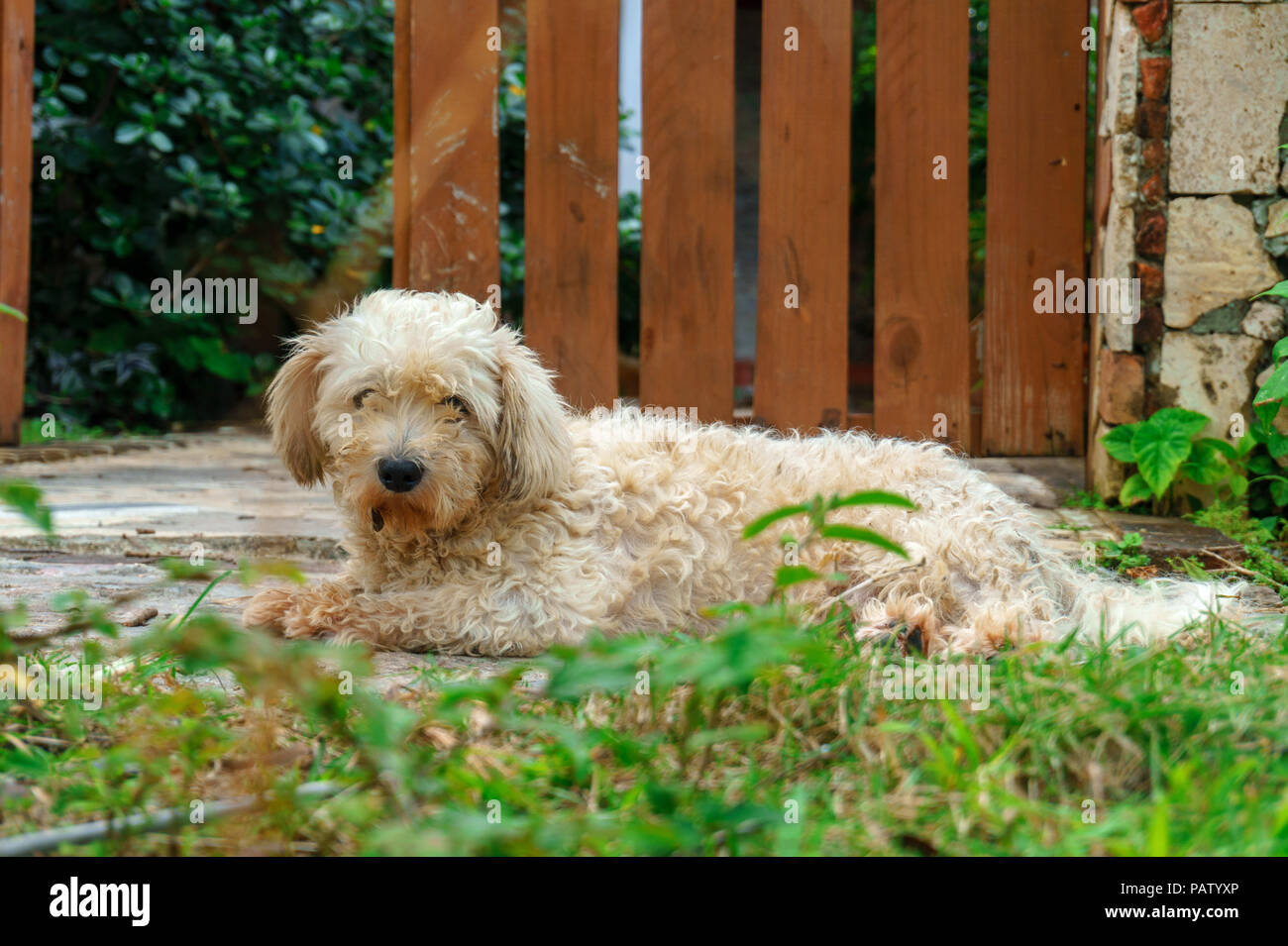 Bricchetta griffon venden simpatico cane peloso getta sul cortile e guardando nella telecamera Foto Stock