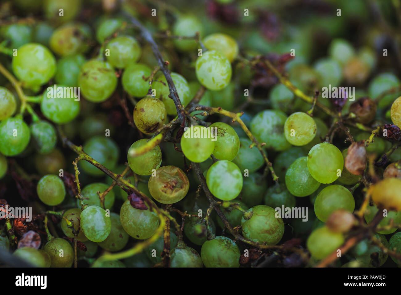 Gustosa maturi freschi e deliziosi uva verde sullo sfondo Foto Stock
