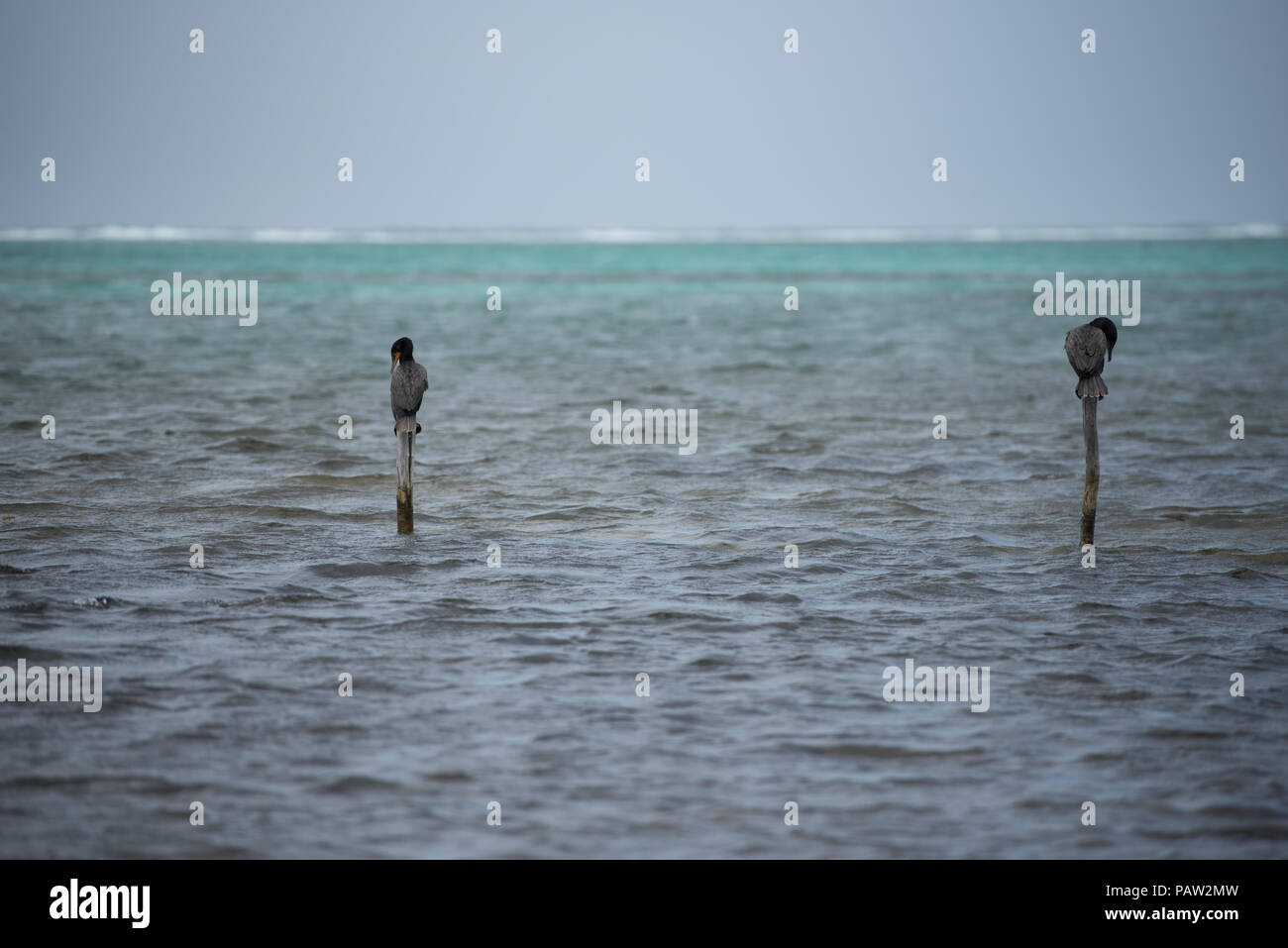 Paio di anatre selvatiche in piedi su bastoni nell'oceano, Caraibi Messicani Foto Stock