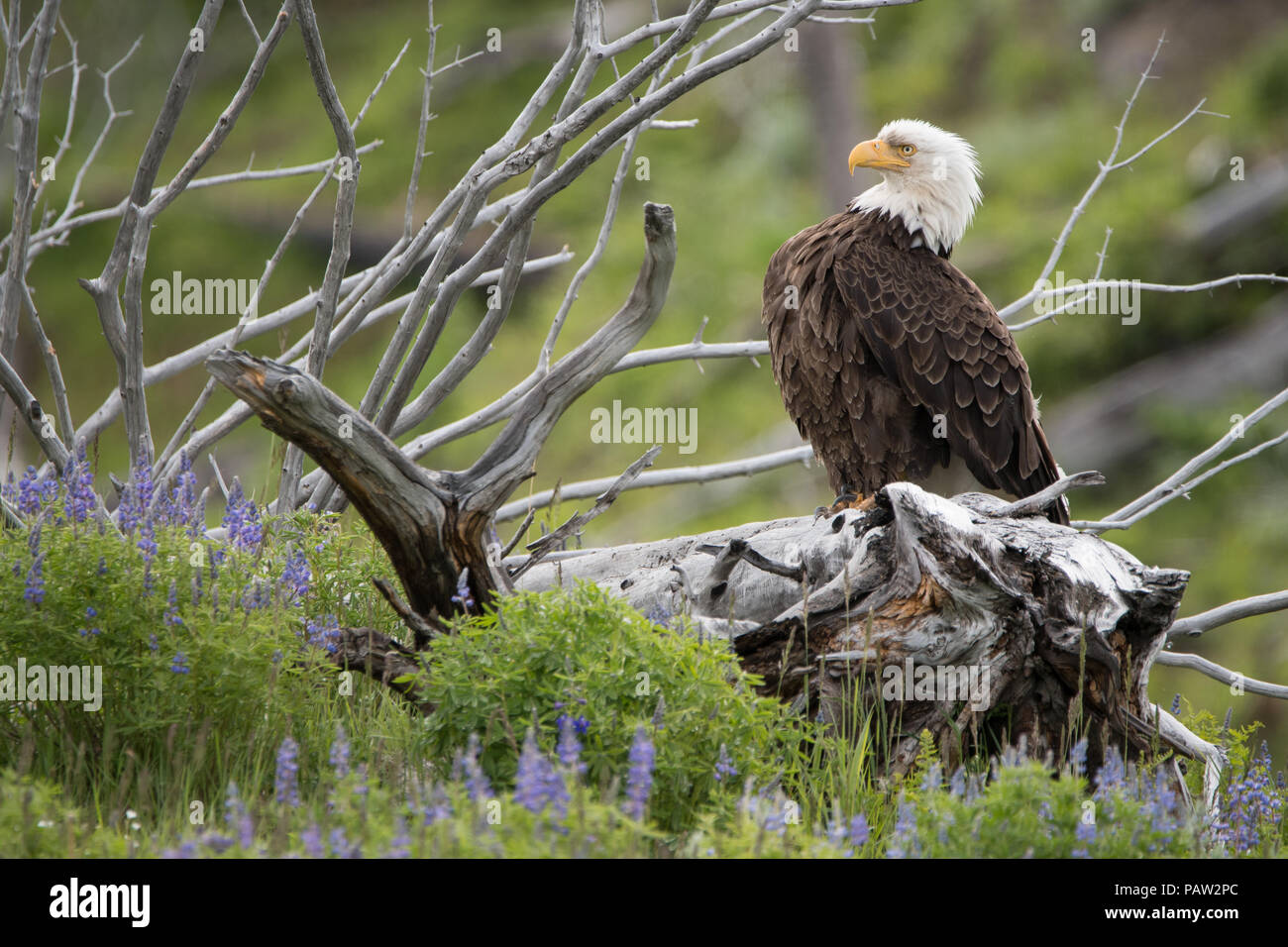 Aquila calva appollaiato sul log Foto Stock