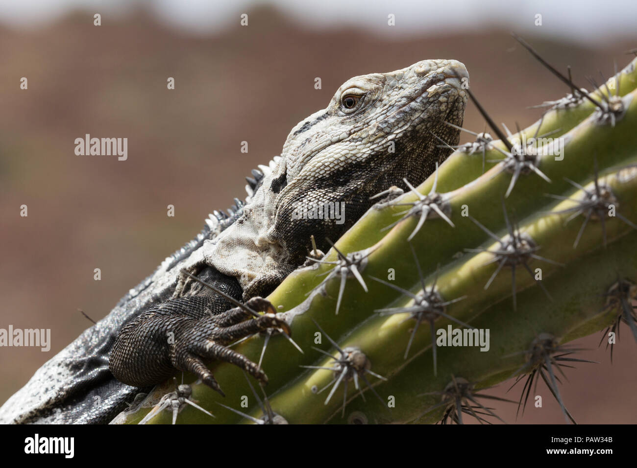 Adulto di San Esteban spinoso-tailed iguana, Ctenosaura conspicuosa, su cactus, Baja California, Messico. Foto Stock