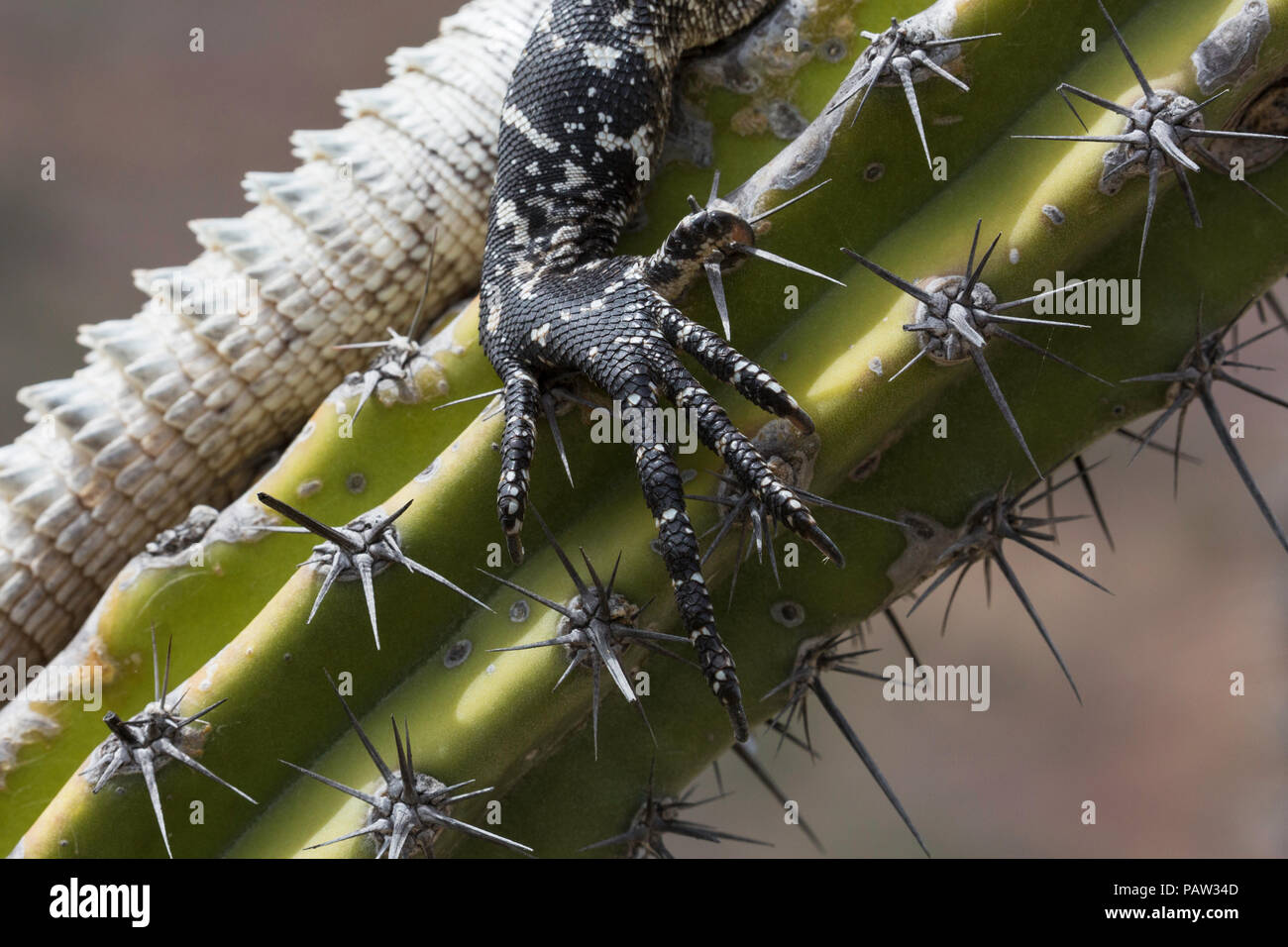 Adulto di San Esteban spinoso-tailed iguana, Ctenosaura conspicuosa, su cactus, Baja California, Messico. Foto Stock