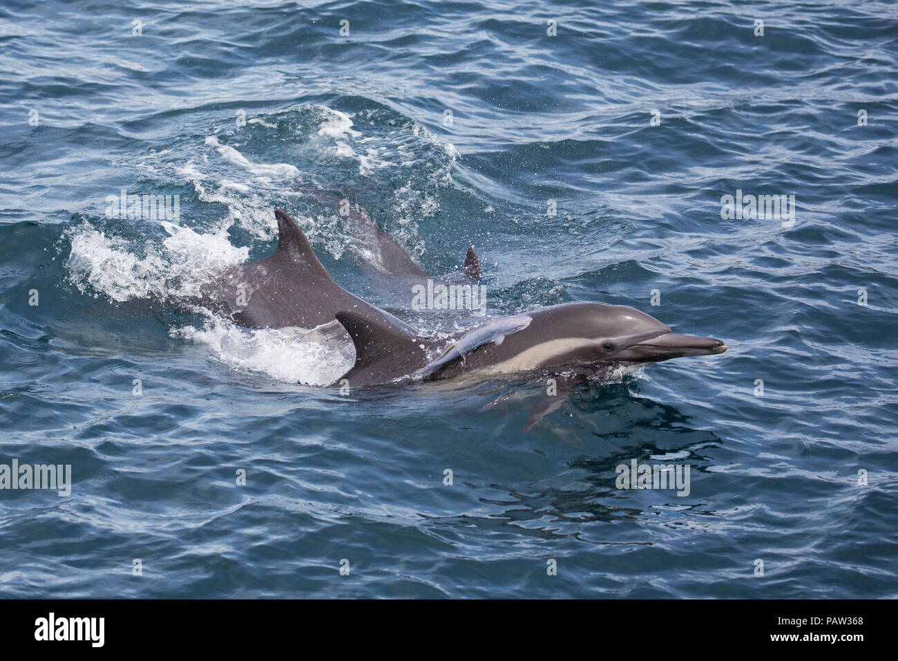 A lungo becco delfino comune, Delphinus capensis, con remora, Isla San Marcos, BCS, Messico. Foto Stock