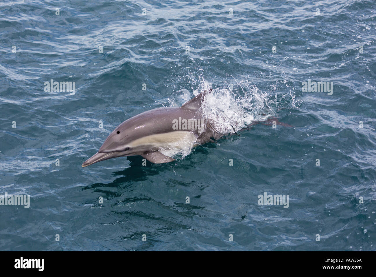 A lungo becco delfino comune, Delphinus capensis, Isla San Marcos, Baja California Sur, Messico. Foto Stock