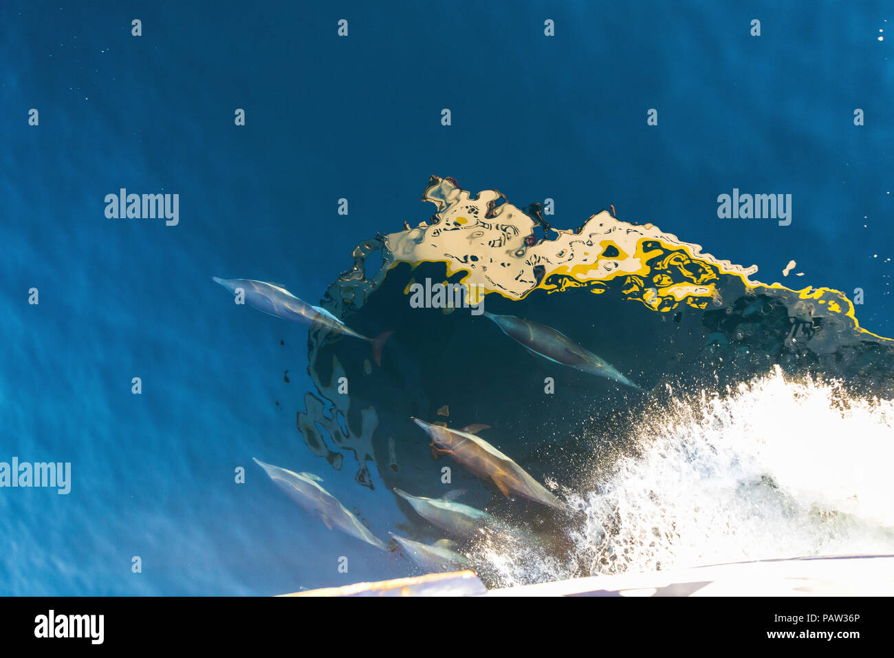A lungo becco delfini comuni, Delphinus capensis, prua equitazione, Isla San Marcos, BCS, Messico. Foto Stock