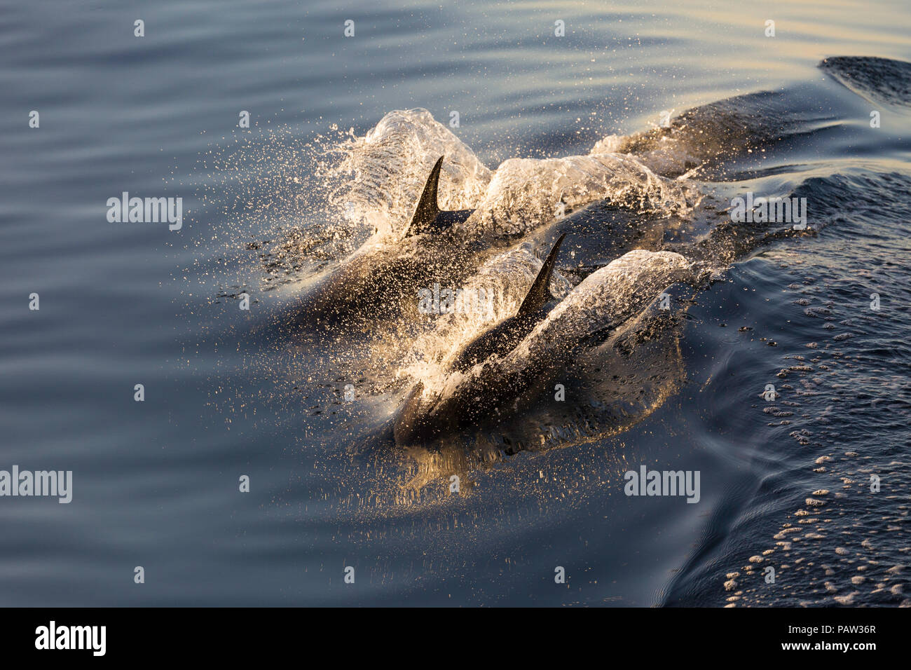A lungo becco delfini comuni, Delphinus capensis, wake equitazione, Isla Danzante, BCS, Messico. Foto Stock
