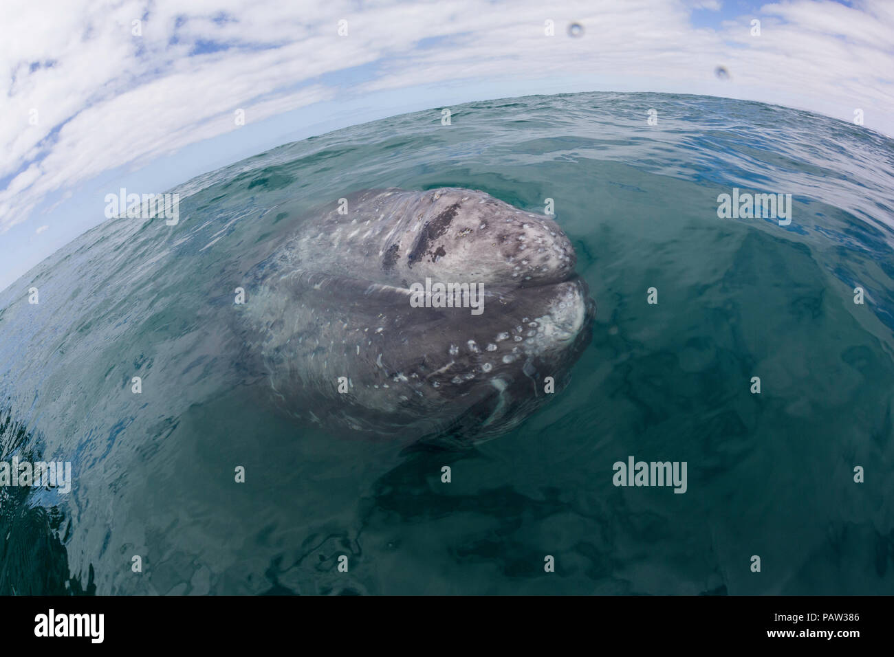 Adulto California balena grigia, Eschritius robustus, affiorando in San Ignacio Laguna, Baja California Sur, Messico. Foto Stock